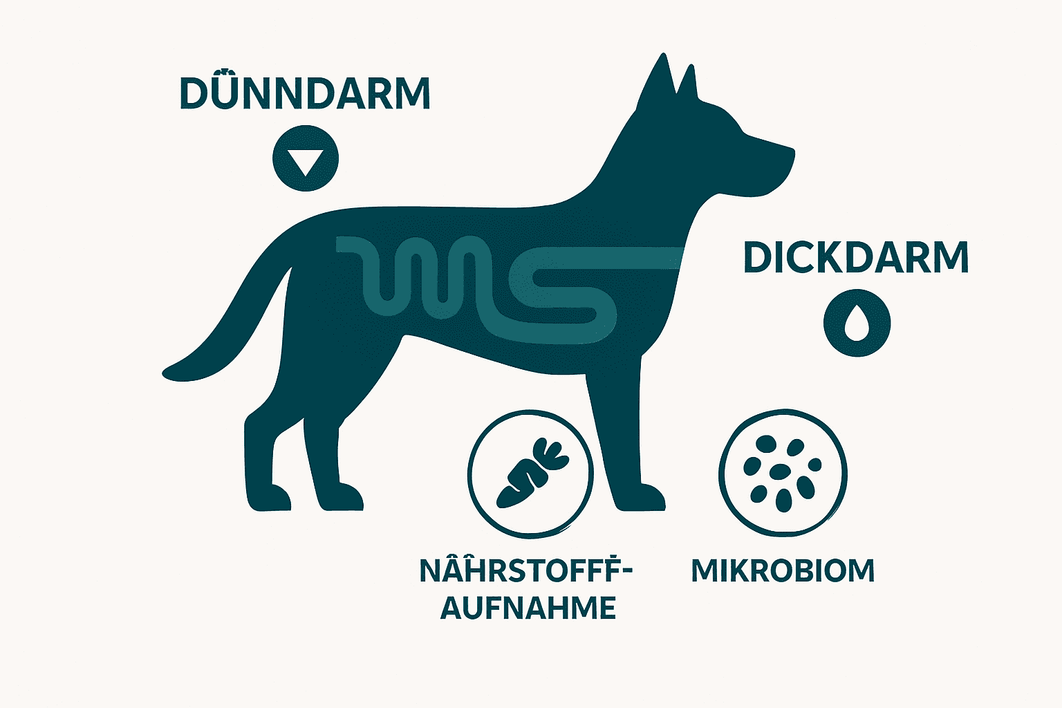 Grafik vom Hund mit farblich markiertem Dünndarm und Dickdarm, dazu Symbole für Nährstoffaufnahme, Wasserresorption, Mikrobiom