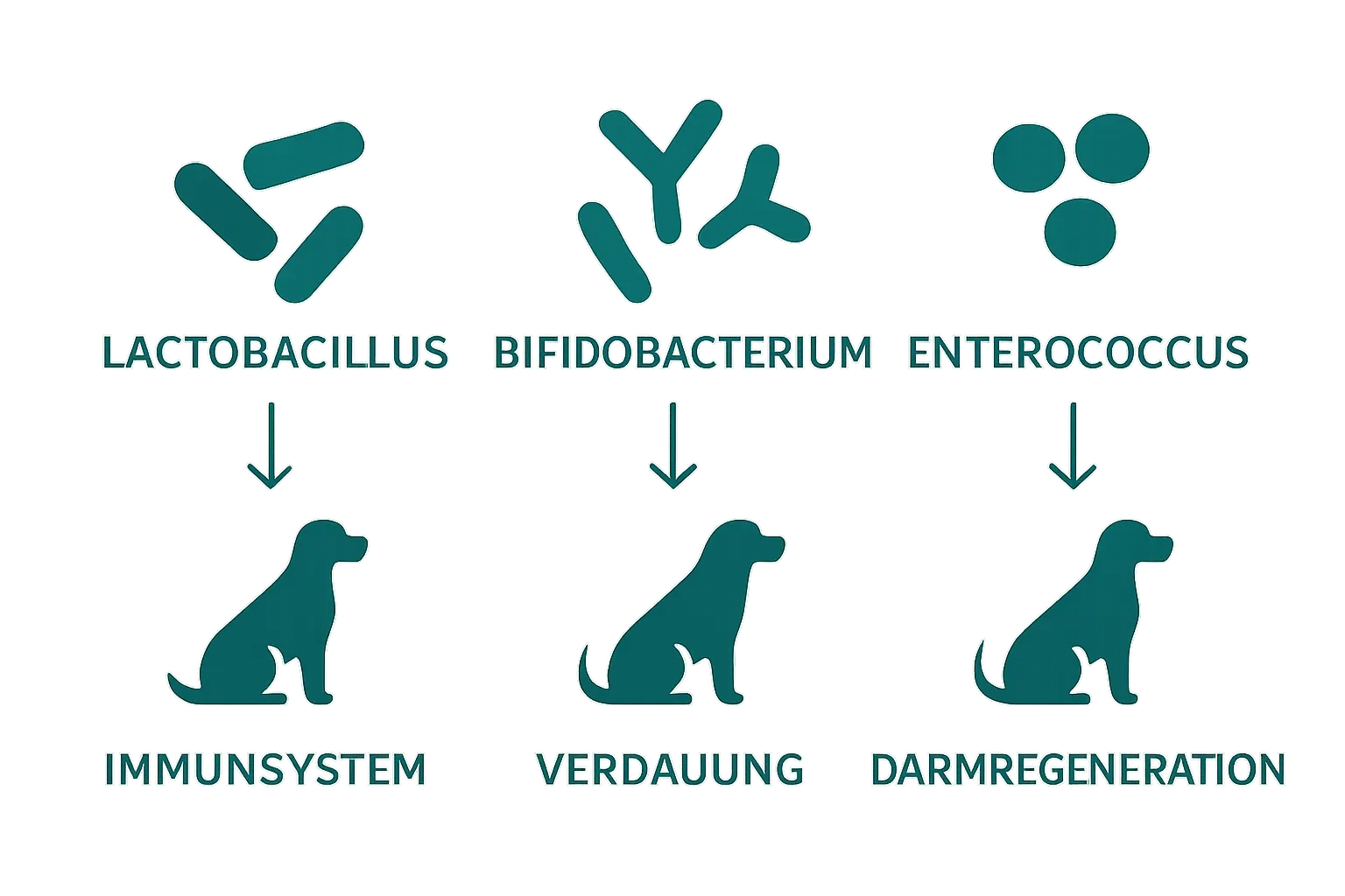 Vergleich Lactobacillus, Bifidobacterium und Enterococcus Vorteile Hund