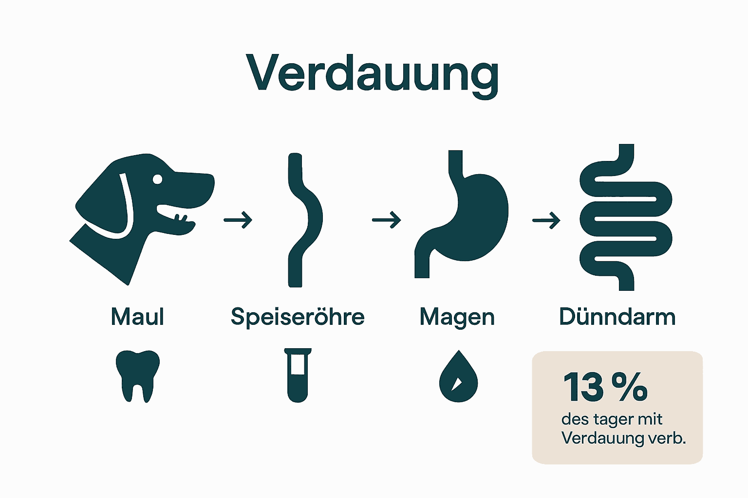 Grafik zeigt Stationen der Hundeverdauung mit Icons und Pfeilen