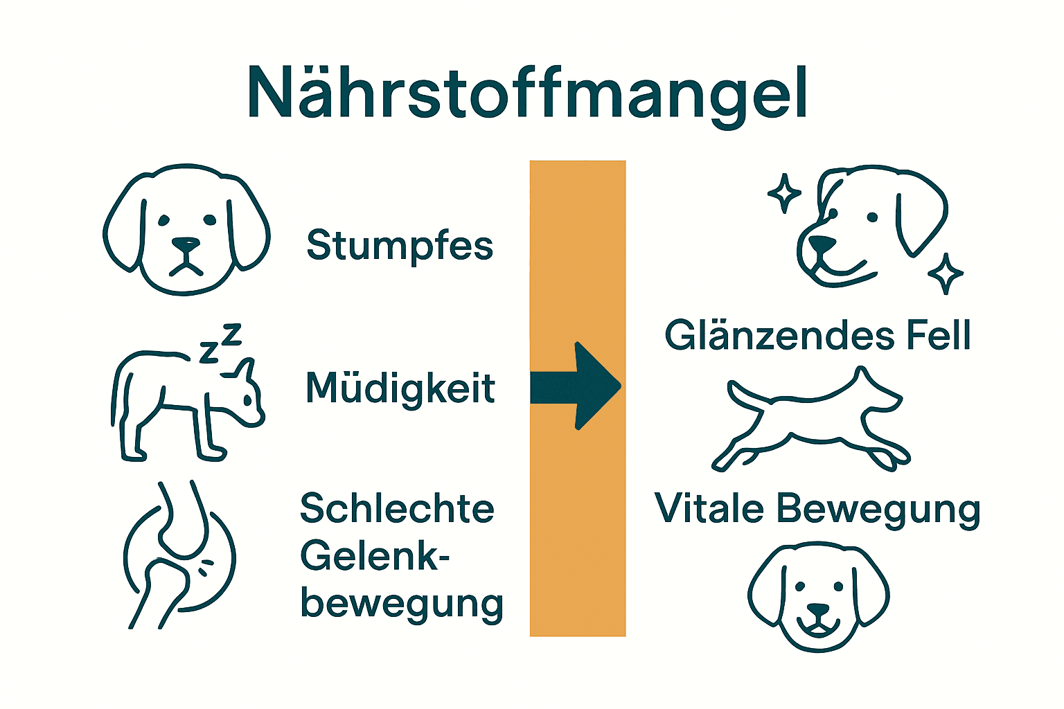 Infografik: Hundesymptome Mangel vs. Ergänzungsfutter Wirkung