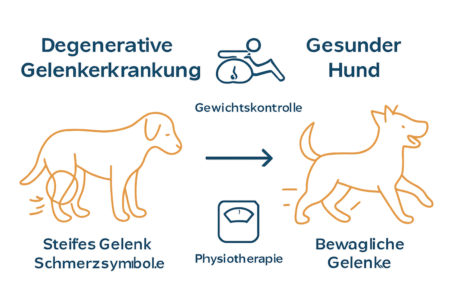 Vergleich gesunder Hund und Hund mit Gelenkerkrankung