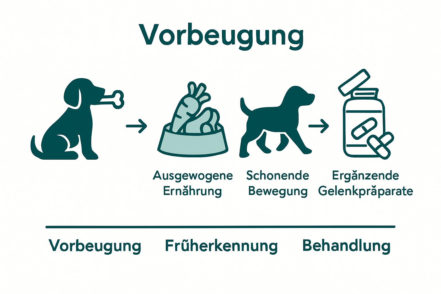 Infografik: Prävention und Behandlung von Gelenkverschleiß beim Hund