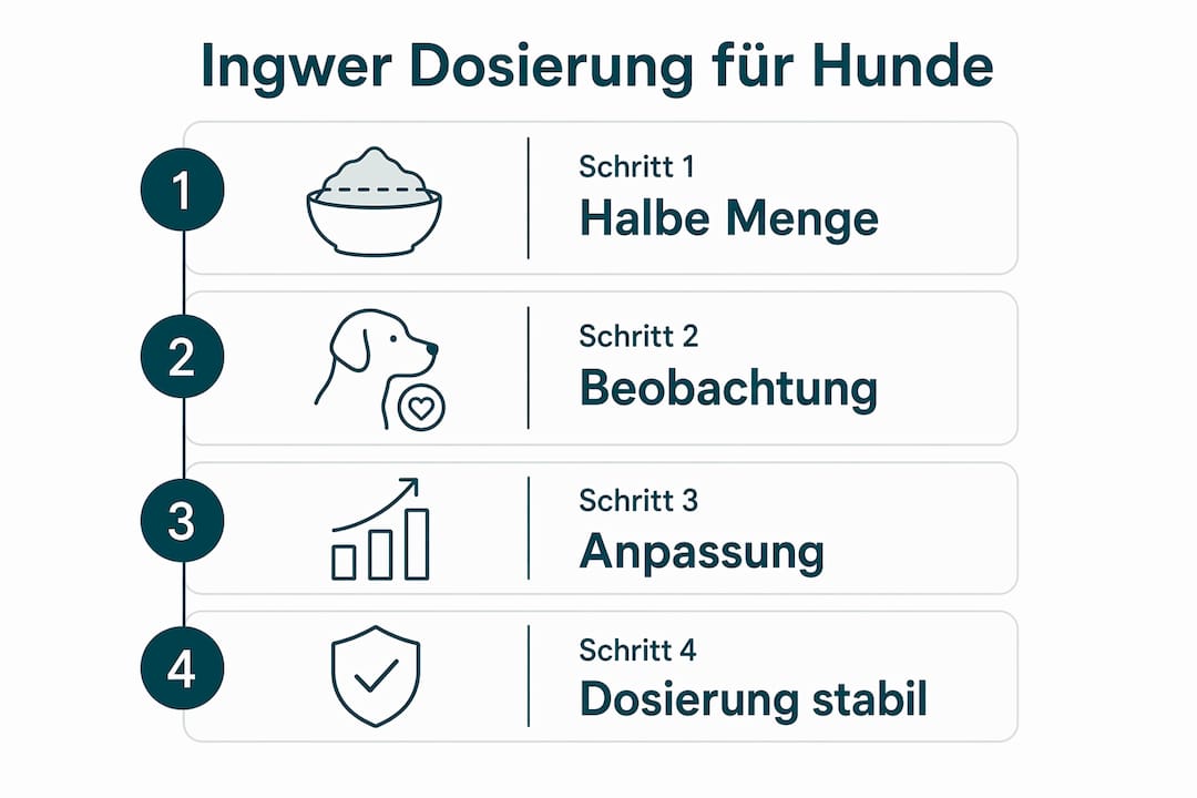 Grafik mit Empfehlungen zur richtigen Ingwer-Dosierung für Hunde
