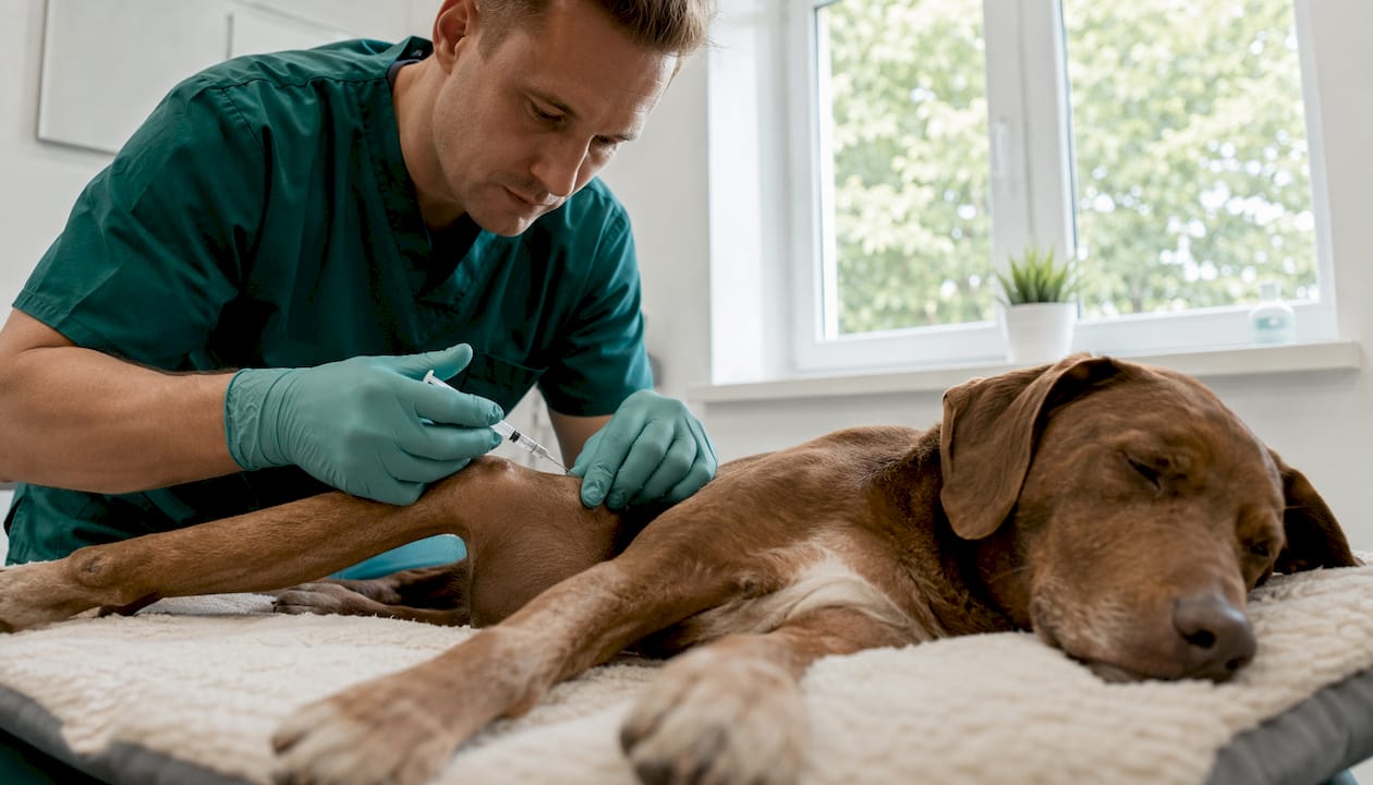 Der Tierarzt behandelt das Gelenk des Hundes mit einer Hyaluronsäure-Injektion.