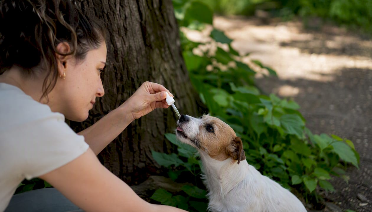 Ein Hund bekommt Probiotika direkt aus einer Pipette verabreicht.