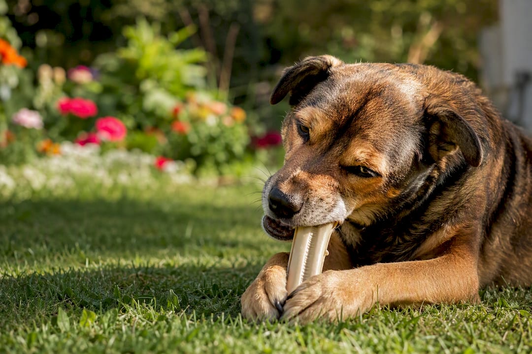 Hund kaut draußen auf einem Zahnpflege-Snack