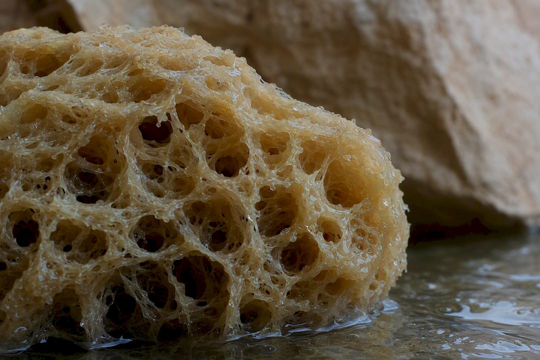 Schwammstruktur, die das Knorpelnetzwerk symbolisiert
