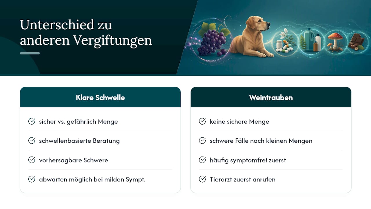 Diagramm zeigt die Schwankungen der toxischen Grenzwerte für Trauben bei Hunden