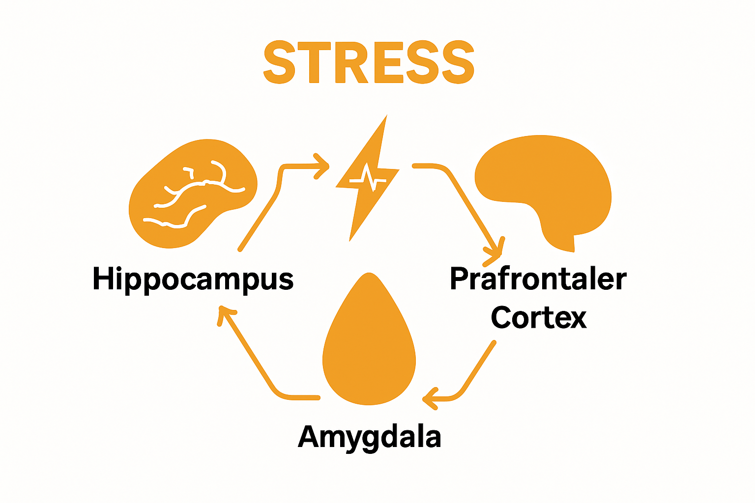 Wie das Nervensystem Stress speichert: Ein Verständnis