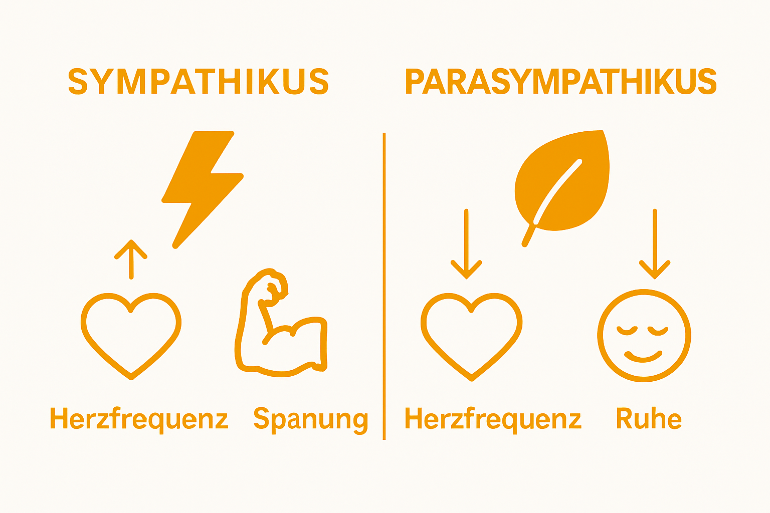 Gegenüberstellung von Sympathikus und Parasympathikus Icons mit Körperwirkungspfeilen