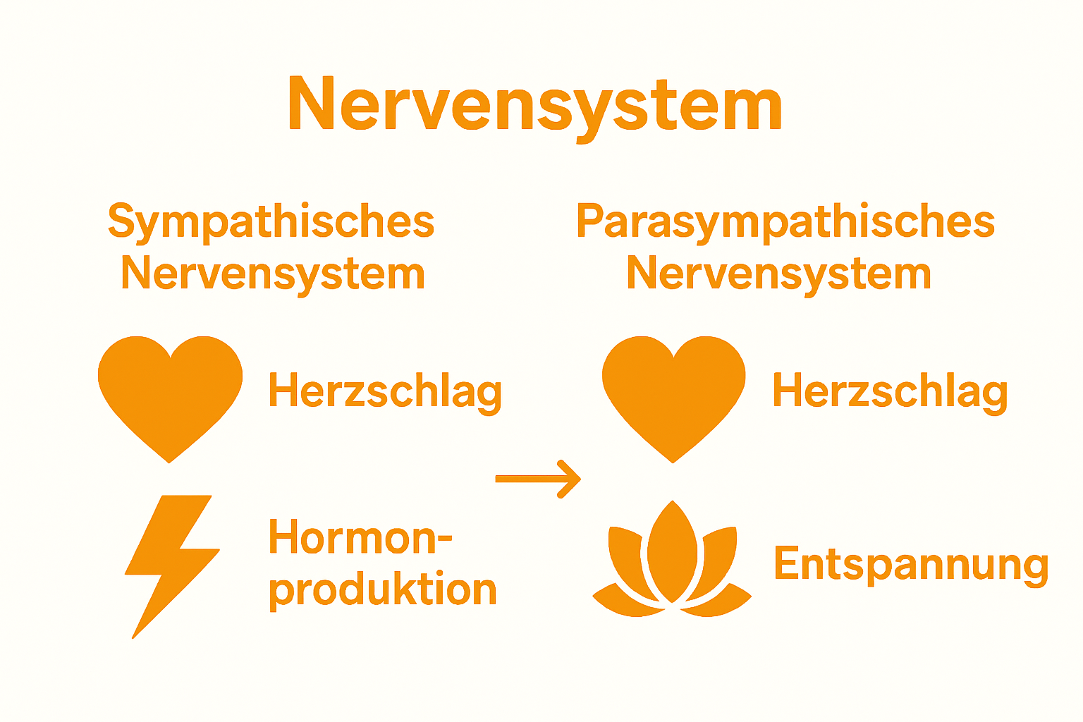 Vergleich sympathisches und parasympathisches Nervensystem grafisch