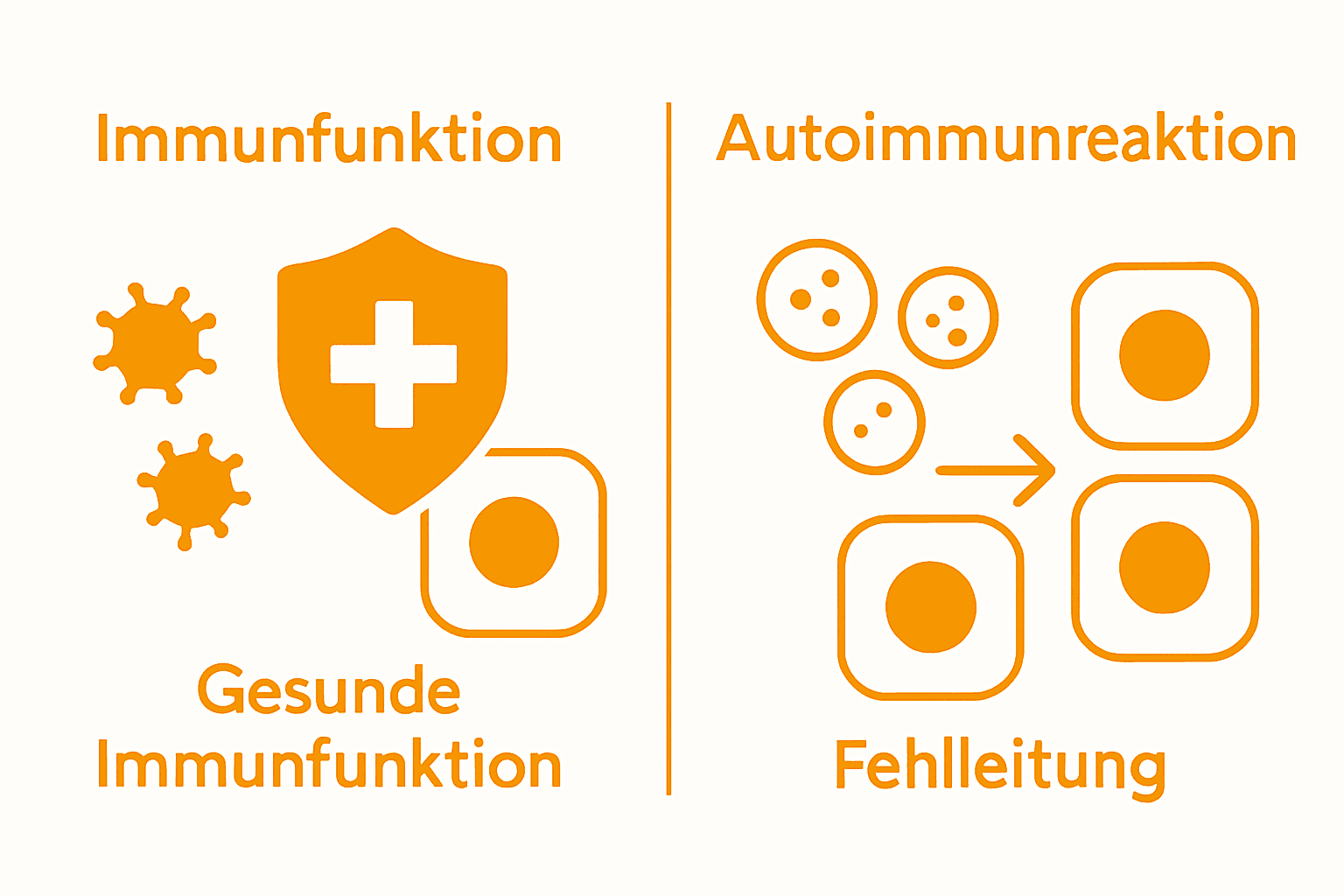 Infographic comparing gesundes Immunsystem und Autoimmunreaktion