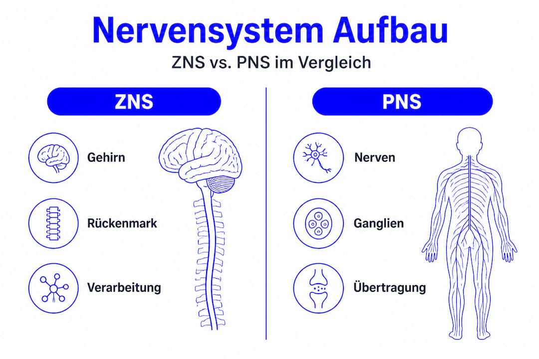 Infografik: Gegenüberstellung von Zentralnervensystem und peripherem Nervensystem