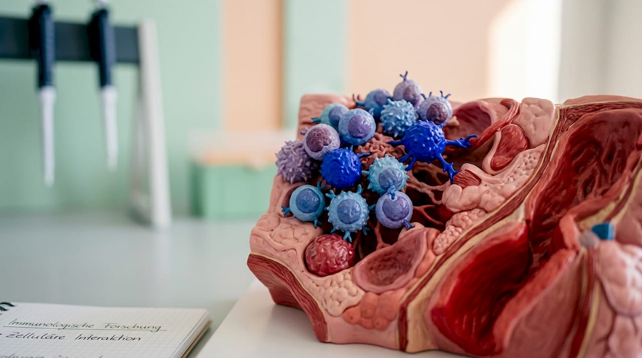 Wenn das Immunsystem plötzlich körpereigenes Gewebe angreift, statt nur Krankheitserreger zu bekämpfen, richtet sich die Abwehr fälschlicherweise gegen gesunde Zellen.