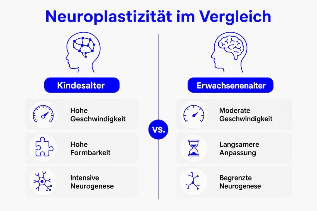 Vergleichende Infografik: Wie unterschiedlich ausgeprägt ist die Neuroplastizität bei Kindern und Erwachsenen?