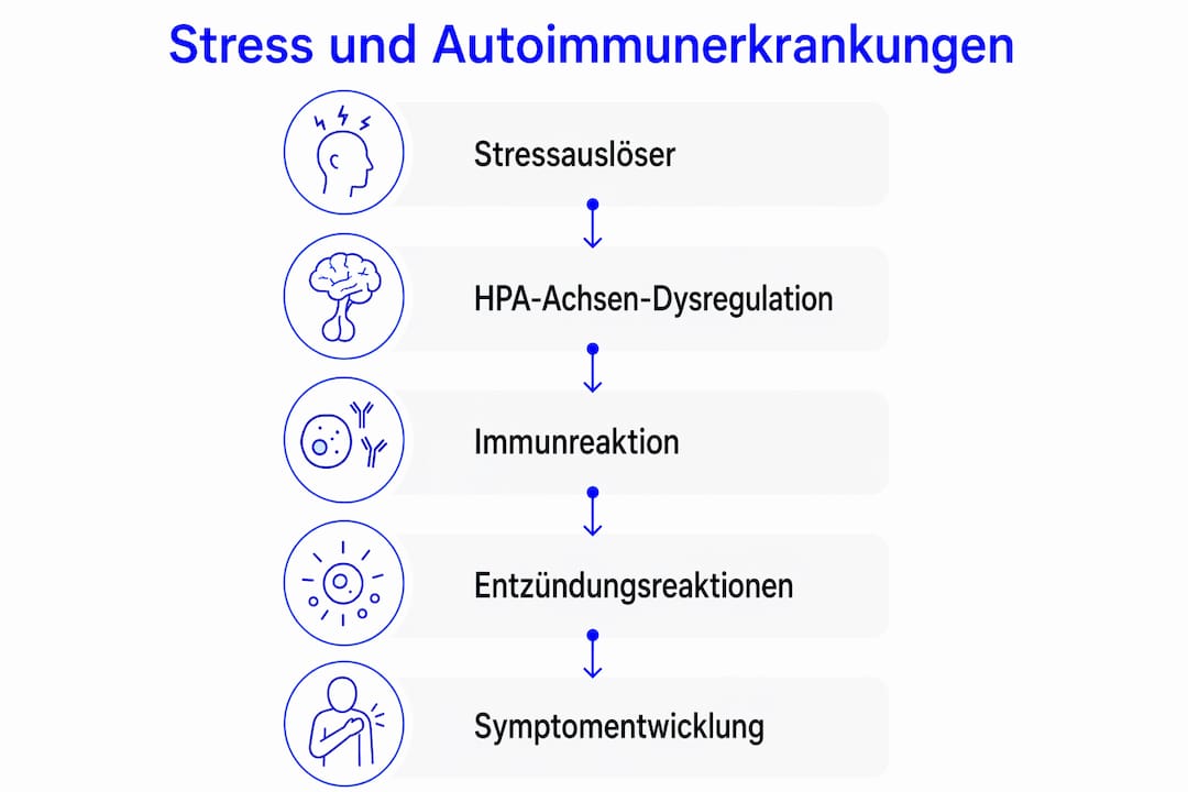 Infografik: Wie Stress unser Immunsystem beeinflusst – Auslöser und Zusammenhänge mit Autoimmunerkrankungen