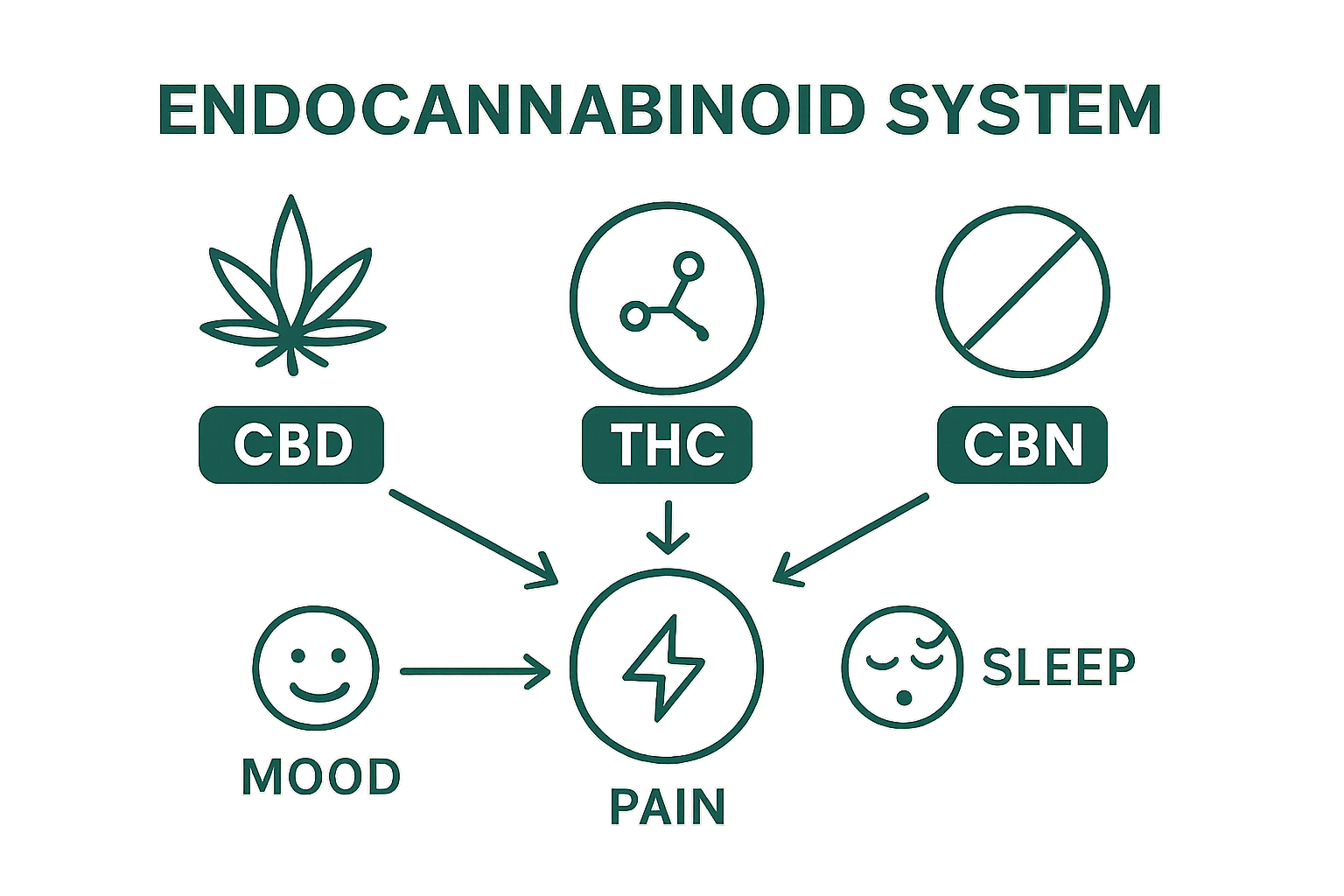 Simple chart showing effects of CBD, THC, and CBN on the body