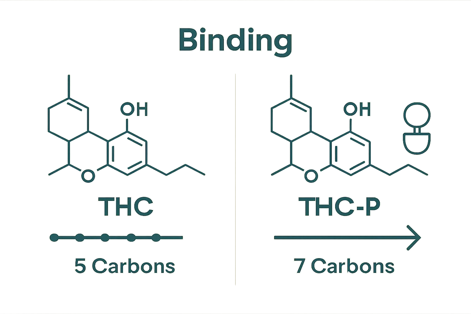 Simple comparison of THC vs THC-P molecule structure and receptor strength