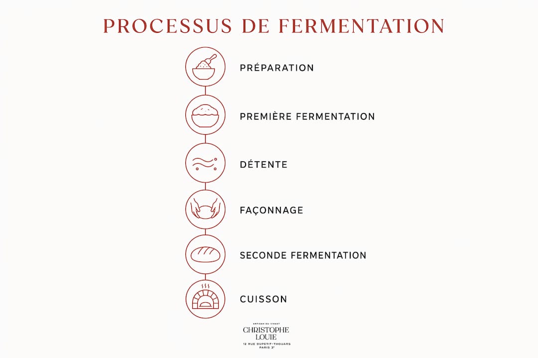 Schéma explicatif des différentes phases de fermentation du pain réalisé au levain maison