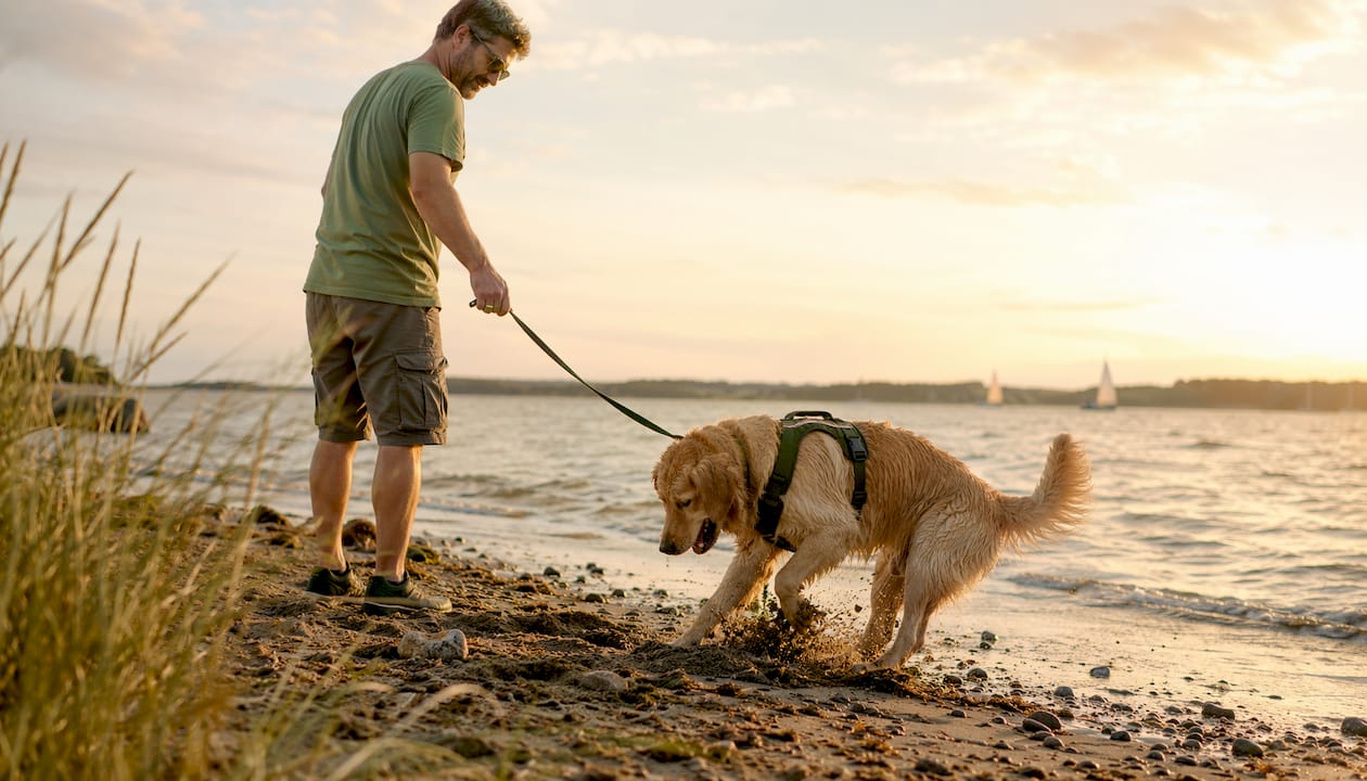 Man fitting dog harness outdoors on trail