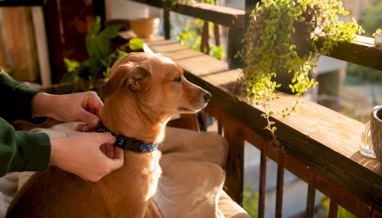 Small dog wearing budget collar indoors