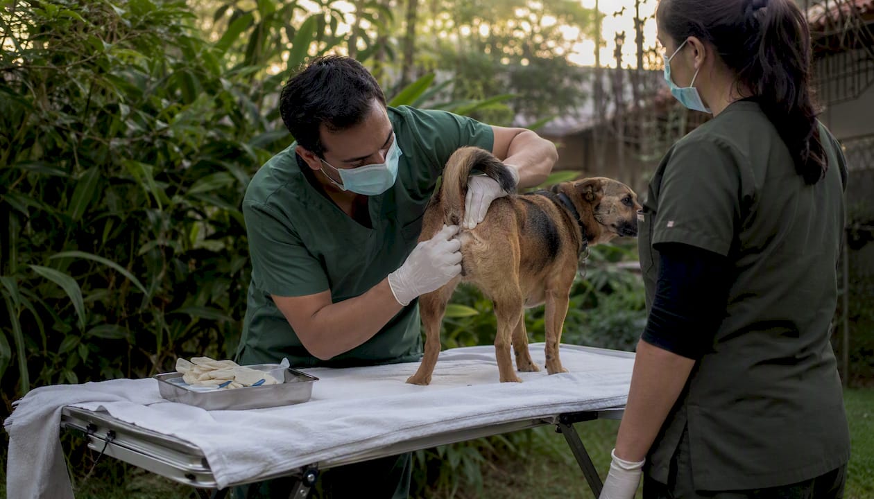 Vet performing anal gland expression on dog in clinic