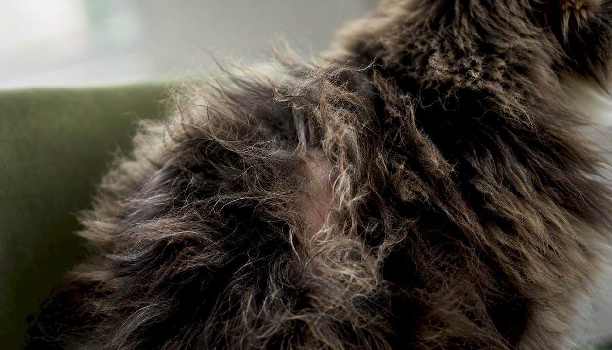 Close-up of tight matted cat fur with skin pulled up
