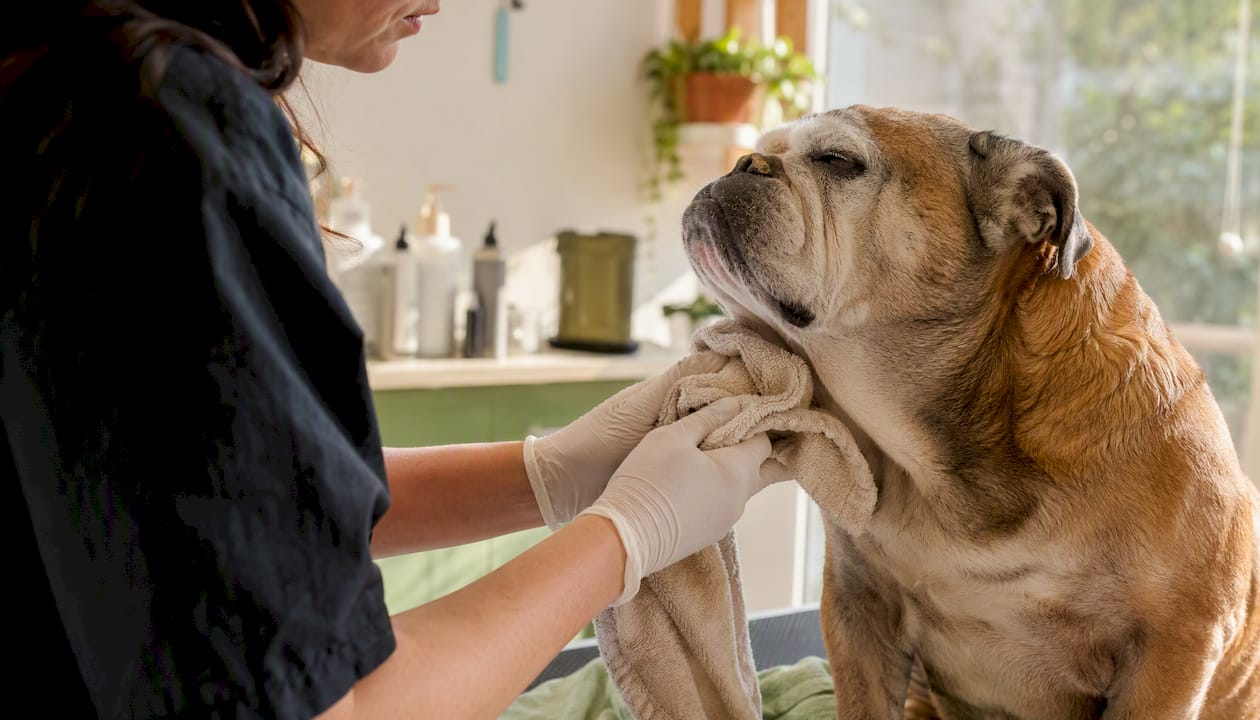 Groomer cleaning senior dog's skin folds