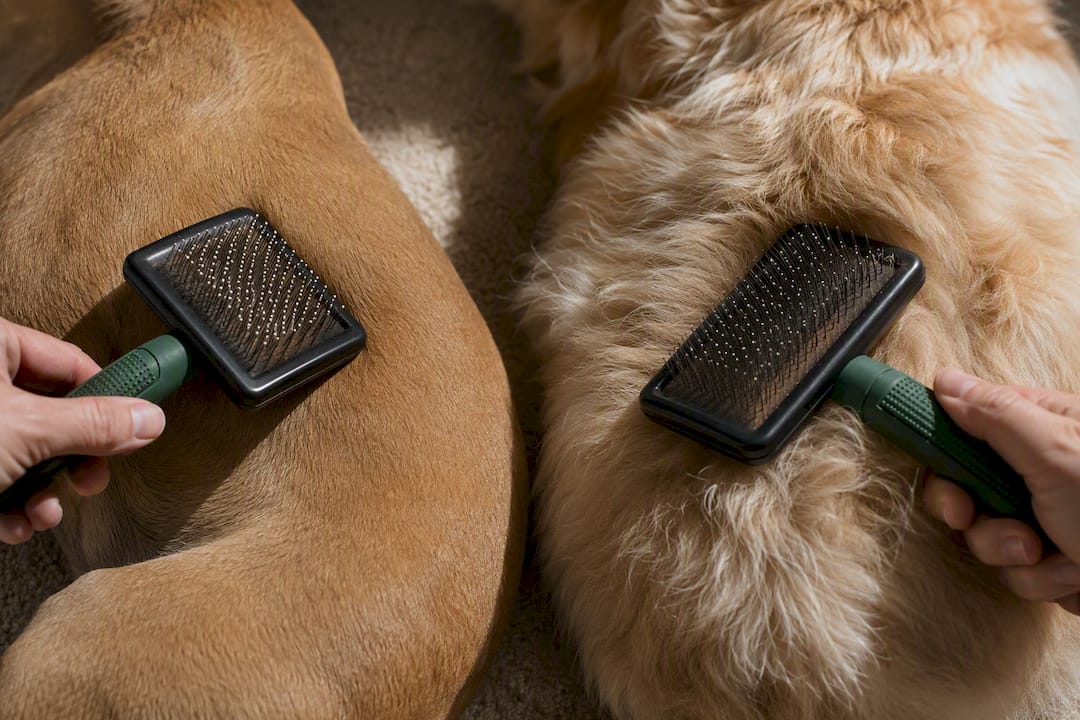 Grooming brush resting on different dog coats