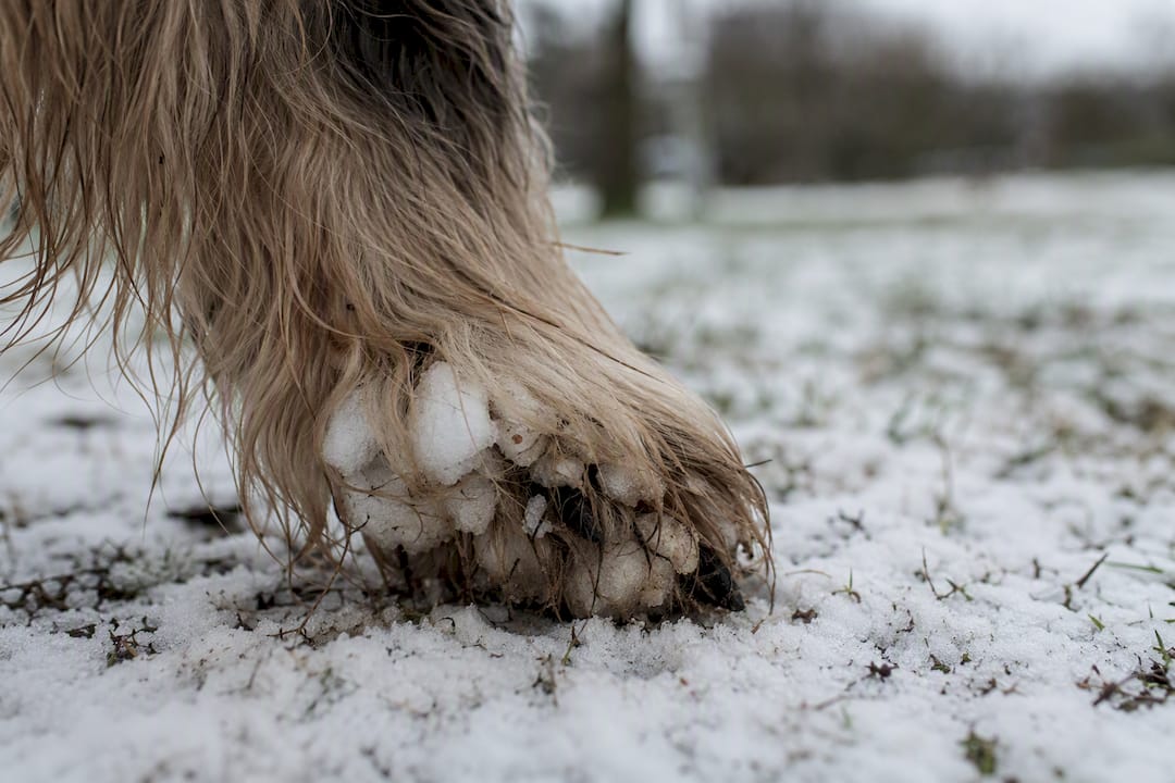 Long-haired dog paw with winter debris