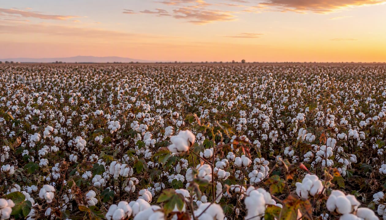 Cotton field in California's San Joaquin Valley