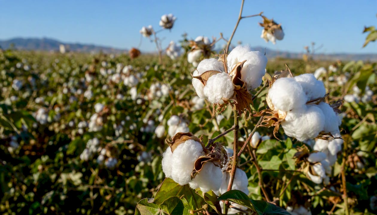 Close-up cotton bolls on plant ready to harvest