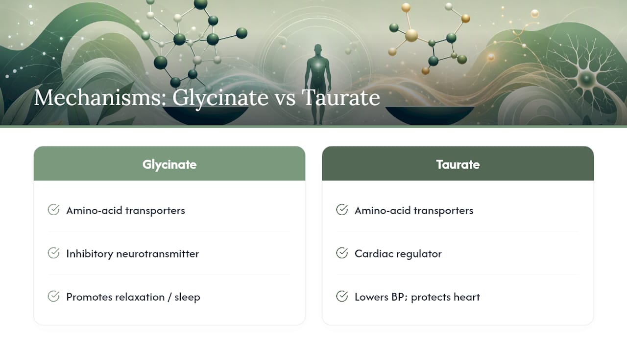 Diagram comparing magnesium glycinate vs taurate absorption and effects