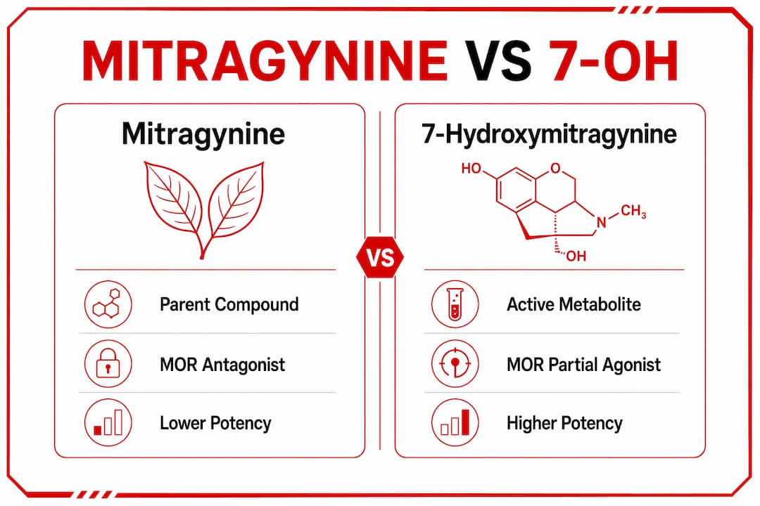 Infographic comparing mitragynine and 7-hydroxymitragynine pharmacology