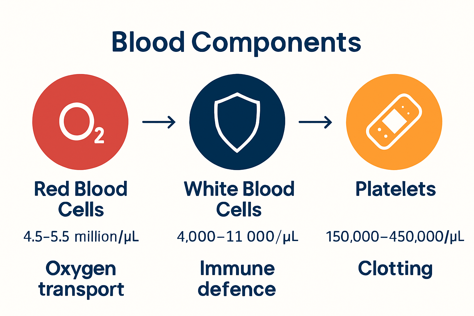 Infographic showing red blood cells, white blood cells, and platelets with icons and normal ranges.