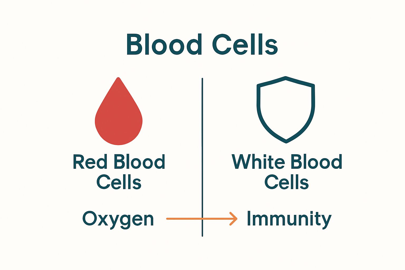 Infographic comparing red and white blood cells with icons and benefits