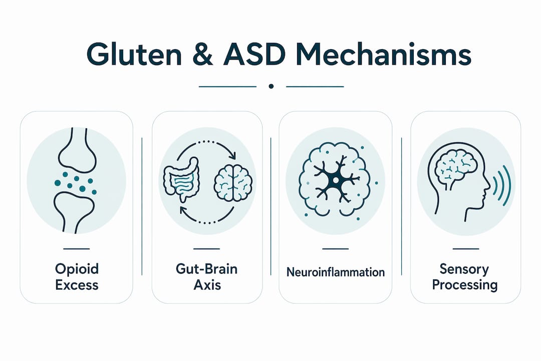 Infographic showing main biological mechanisms linking gluten to autism