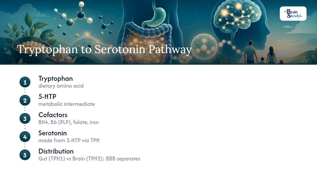 Separate gut and brain serotonin pathways