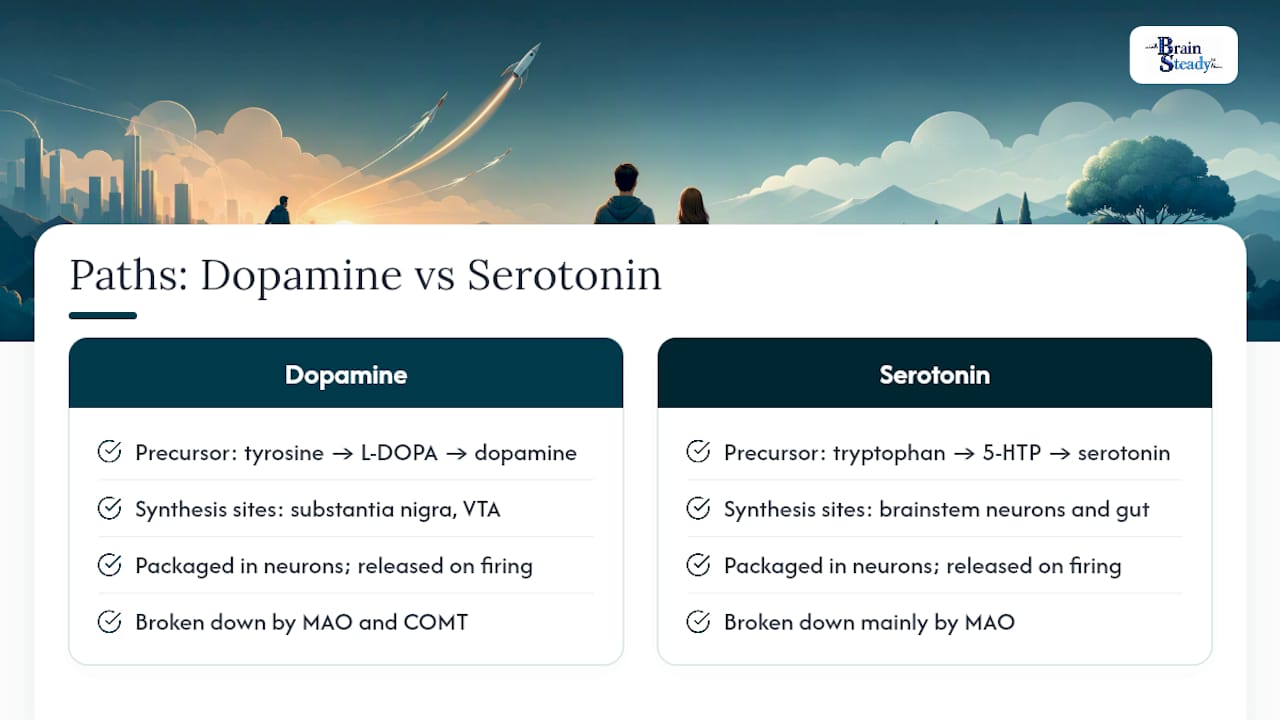 Dopamine and serotonin processing pathways
