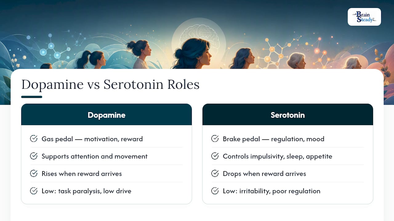 Dopamine and Serotonin: What They Actually Do (and Don't) — overview diagram