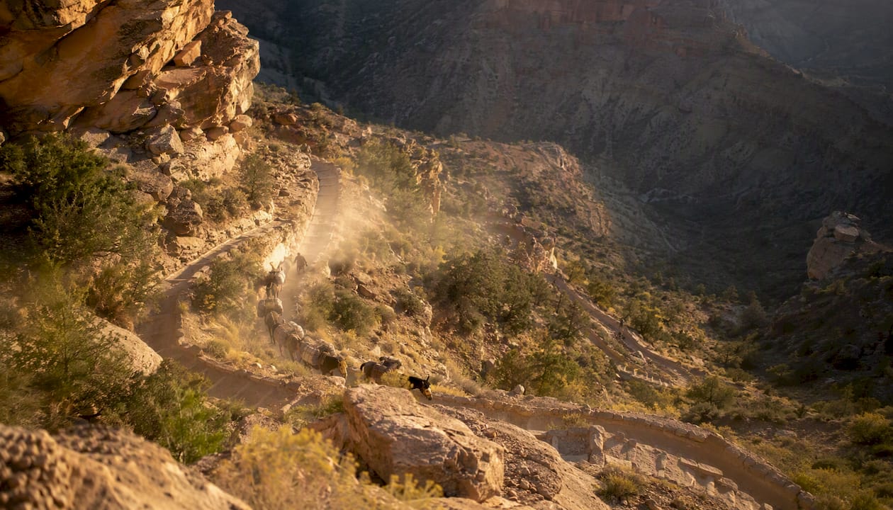 Mule train descending steep Bright Angel Trail switchbacks