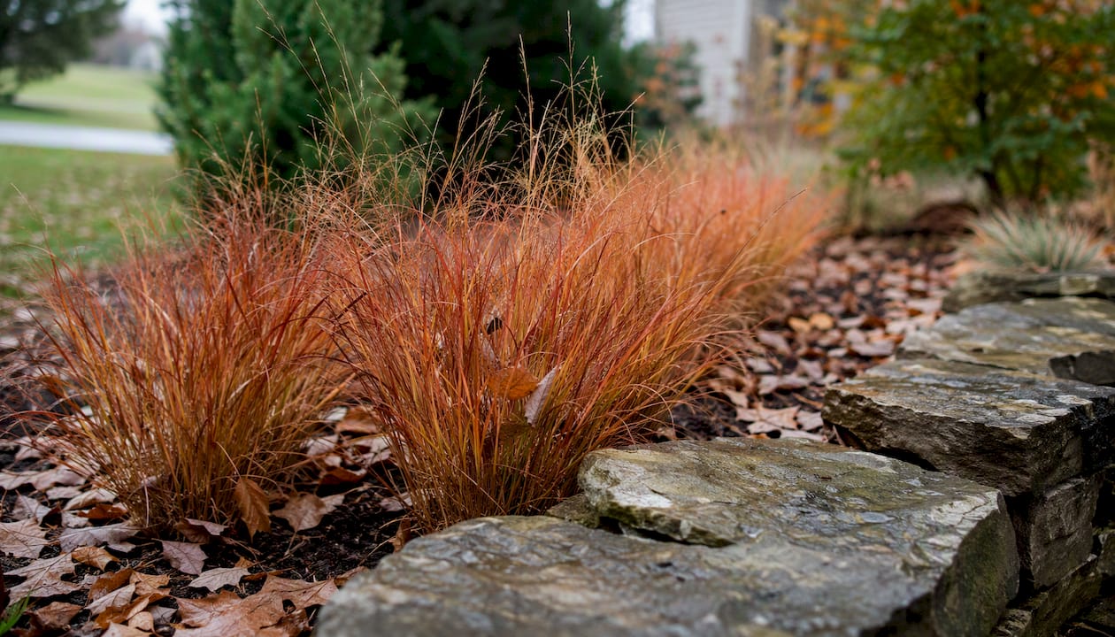 Little bluestem ornamental grass in garden