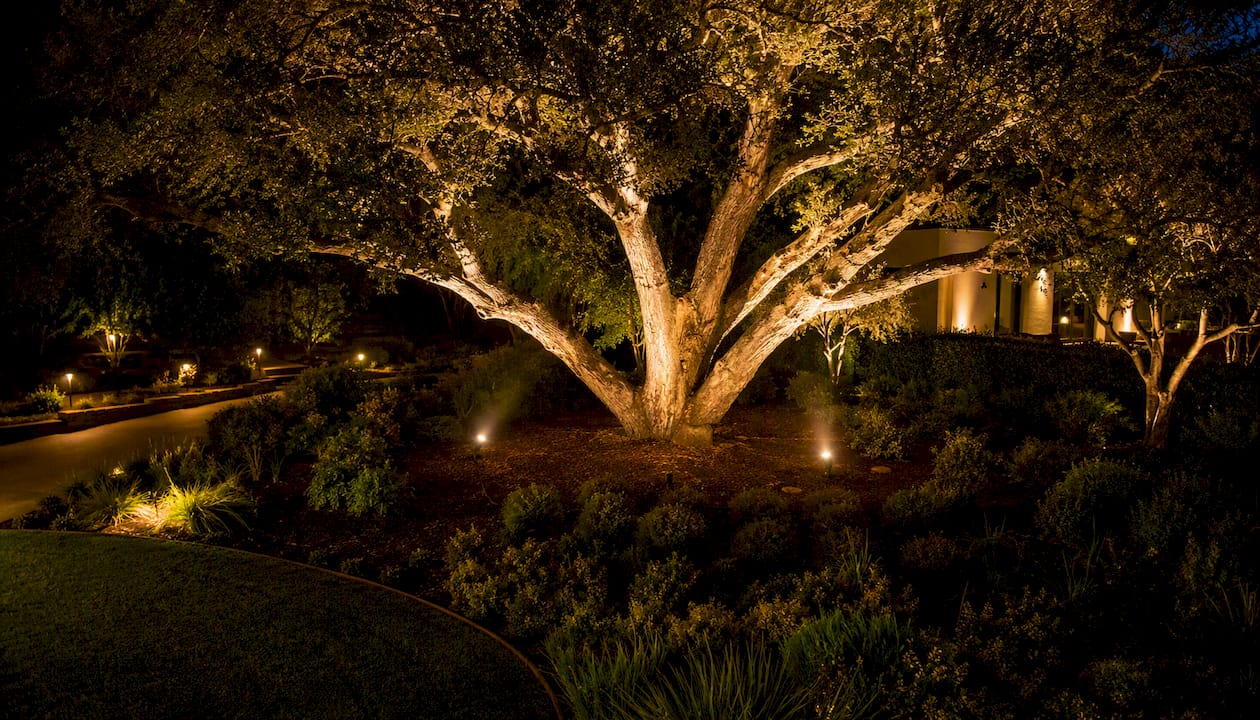 Dual uplights illuminating large tree canopy