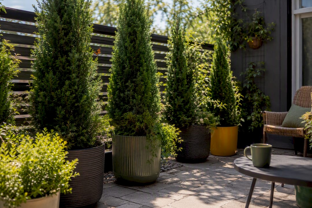 Row of container plants providing yard privacy