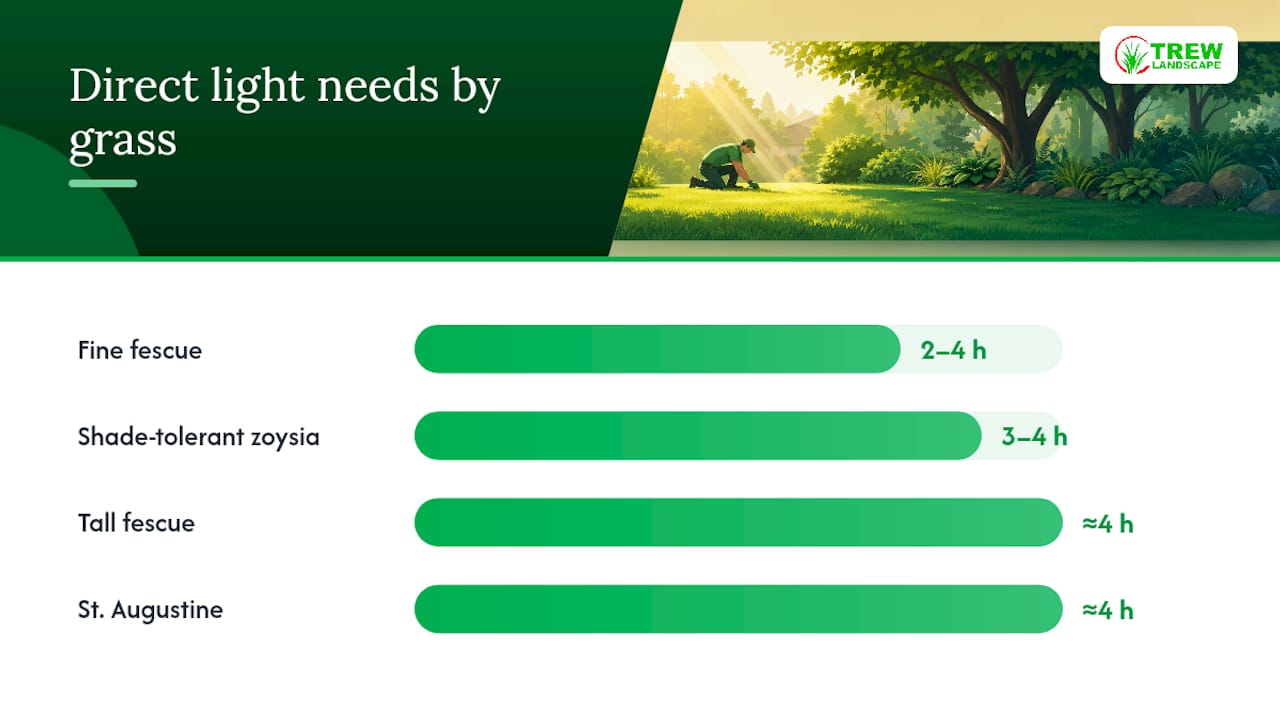 Best Shade Tolerant Sod Types by Climate — overview diagram