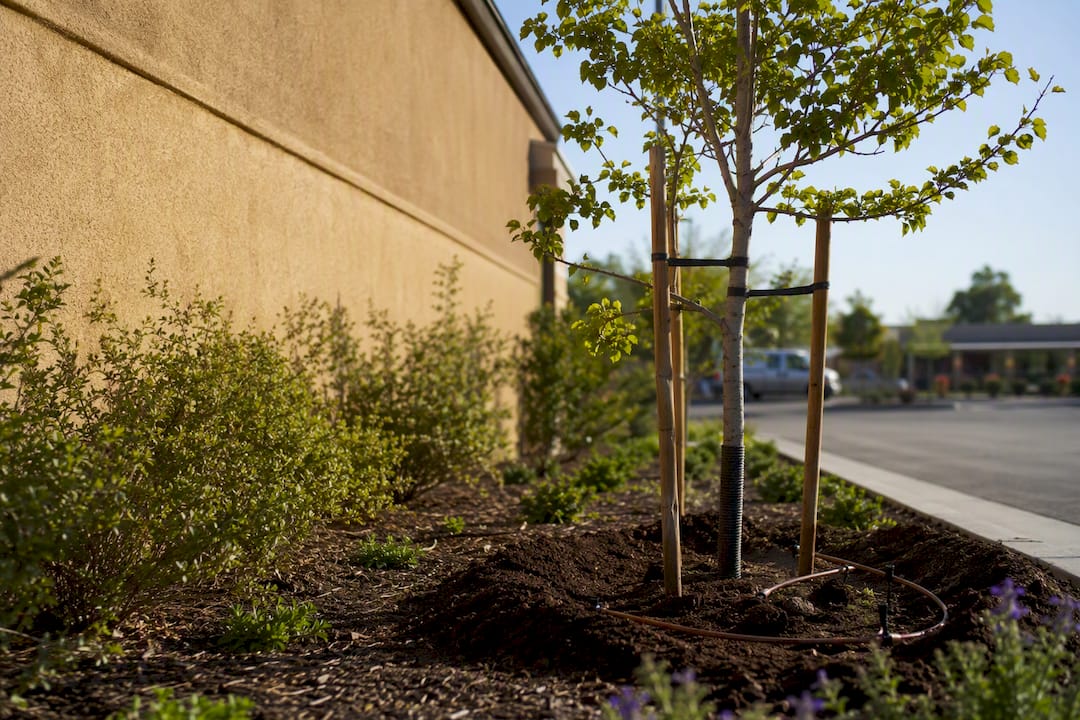 Planting shade tree near commercial building