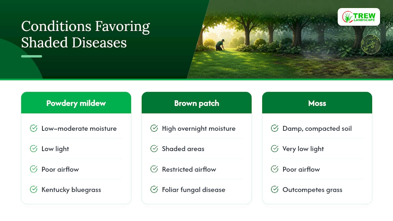 Diagram of fungal diseases and conditions in shaded turf