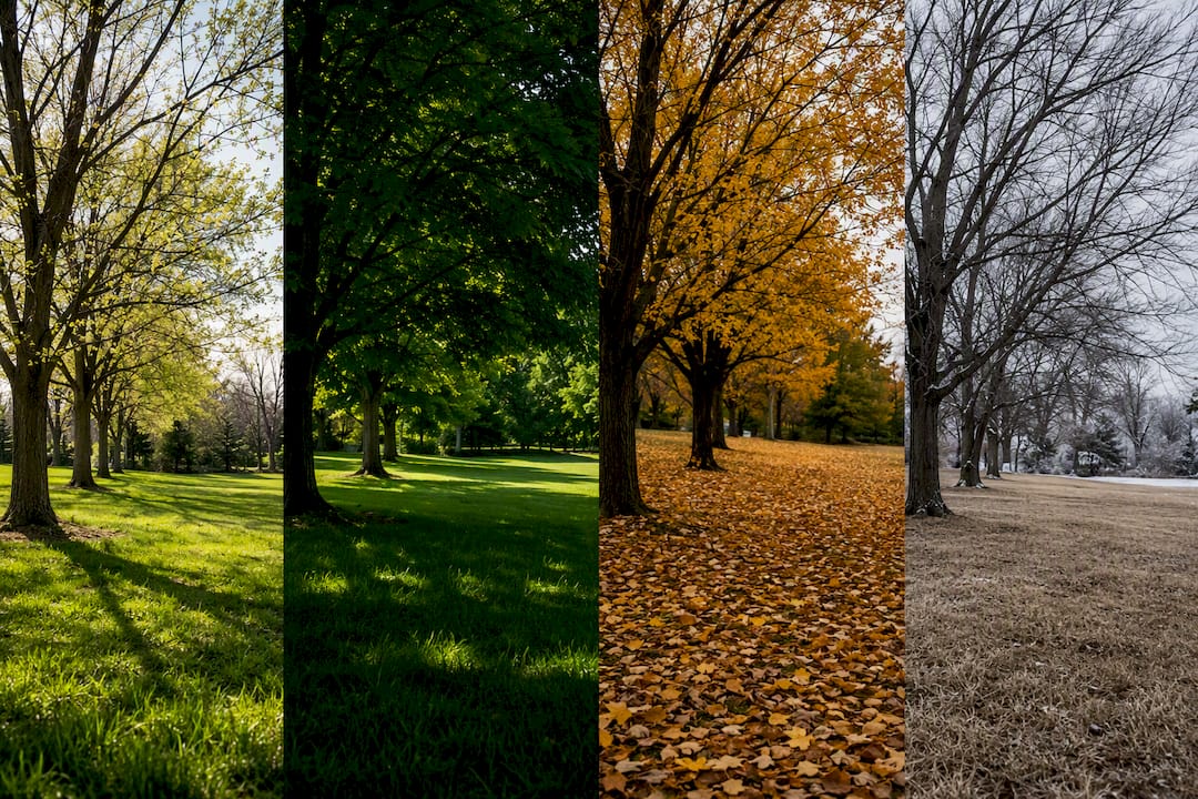 Seasonal changes in shaded turf under trees