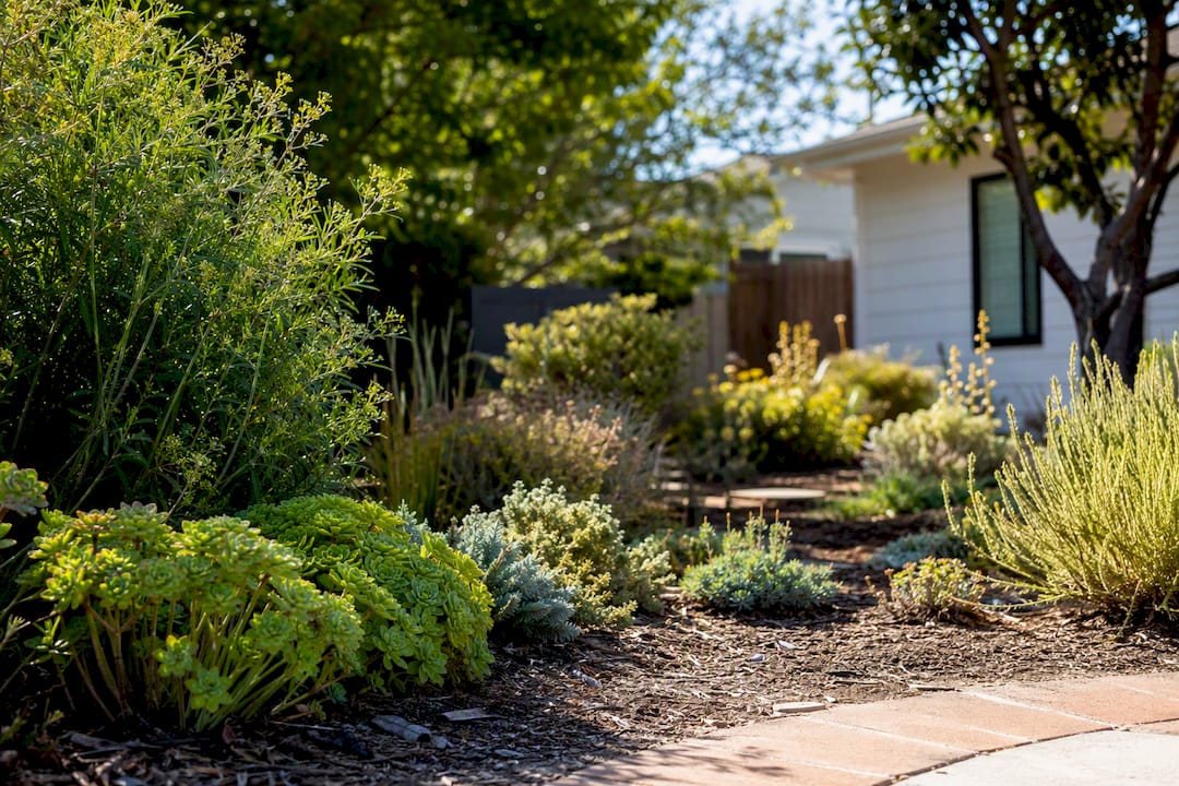 Native drought-tolerant plants in a low-maintenance yard