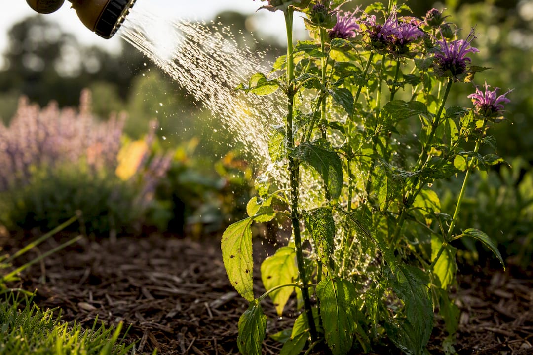 Water spray removing aphids from native bee balm